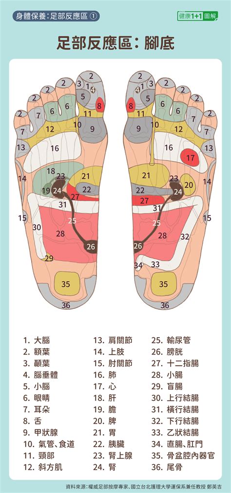 腳心|脚心的解釋